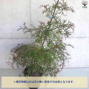 グレビレア ブロンズランバー 【庭木 9号ポッ...の詳細画像3