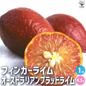 フィンガーライム オーストラリアンブラッドライム 【果樹の苗木 4.5号ポット／1個売り】｜itempost