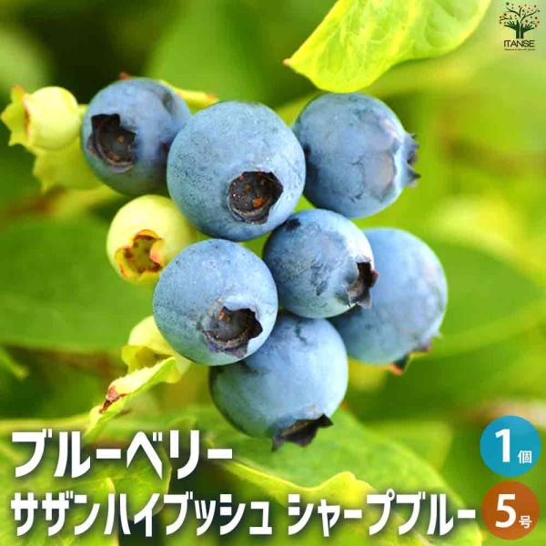 ブルーベリー サザンハイブッシュ系 シャープブルー 【果樹の苗木 5号ポット／1個売り】