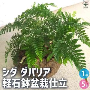 オリーブの木 ルッカ 6号鉢苗 鉢底から110cm程度 開帳型 観葉植物 屋外