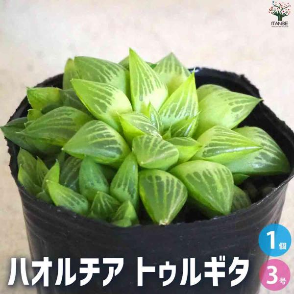 ハオルチア トゥルギタ 【多肉植物 3号ポット／1個売り】