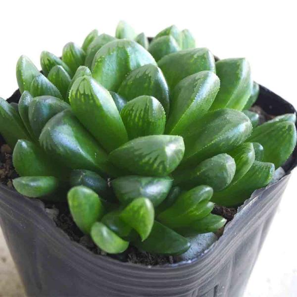 ハオルチア トゥルンカータ 【多肉植物 3号ポット／1個売り】