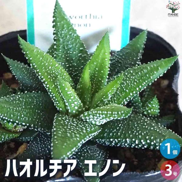 ハオルチア エノン 【多肉植物 3号ポット／1個売り】