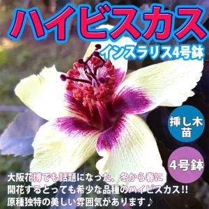 牡丹苗4.5号ポット【 黒竜錦（こくりゅうにしき）】4.5号 赤紫の暗色で