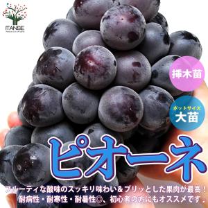 ぶどう ピオーネの苗木【果樹苗/12〜15cm...の詳細画像1