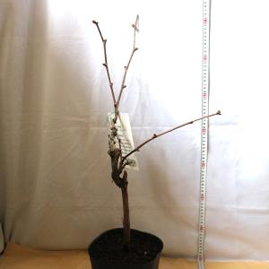 ぶどう ピオーネの苗木【果樹苗/12〜15cm...の詳細画像3