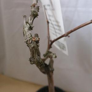 ぶどう ピオーネの苗木【果樹苗/12〜15cm...の詳細画像4