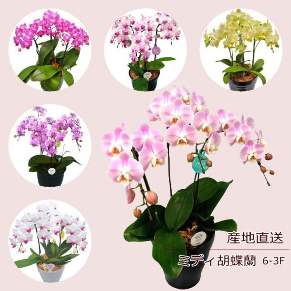 nss0a121 〜ミディ胡蝶蘭6-3F 〜