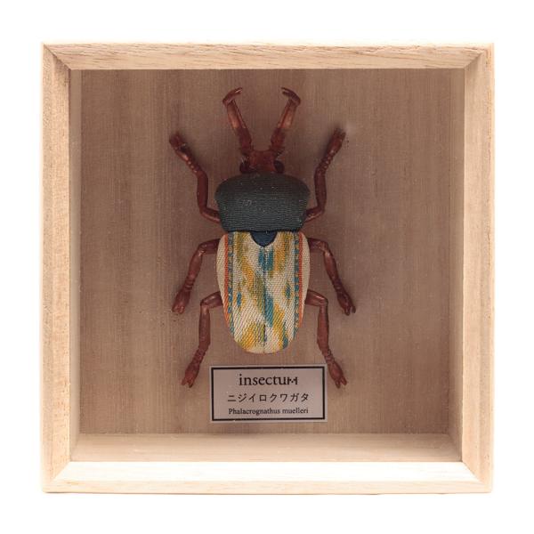 Insectum　ニジイロクワガタ　IPM-32-Z