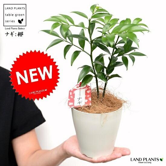 梛：ナギ（縁結びの木） 白色 プラスチック鉢 4号（ココファイバー） 梛 ナギ ナギノキ 梛木 熊野...