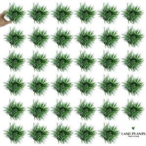 NEW!! タマリュウ(玉竜) 35個セット 2...の商品画像