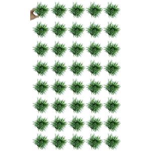 タマリュウ(玉竜) 1ケース(40個) 2.5...の詳細画像3