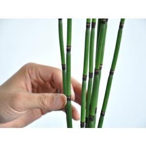 トクサ(砥草) 3号サイズ 白色プラスチック鉢...の詳細画像2