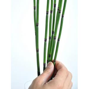 トクサ(砥草) 3号サイズ 白色プラスチック鉢...の詳細画像4
