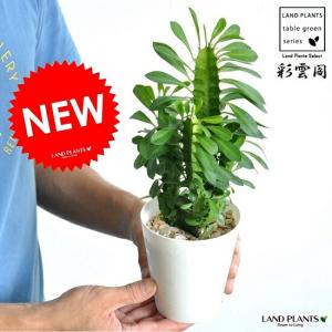 多肉植物：ユーフォルビア キリンドリフォリア 実生*L 幅8cm : 遊恵