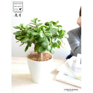 【お試し】 カネノナルキ(花月:カゲツ) 白色...の詳細画像3