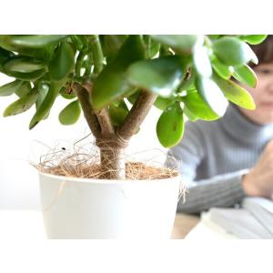 【お試し】 カネノナルキ(花月:カゲツ) 白色...の詳細画像4