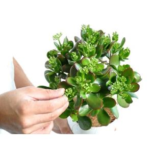 【お試し】 カネノナルキ(花月) 4号 白色プ...の詳細画像2
