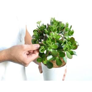 【お試し】 カネノナルキ(花月) 4号 白色プ...の詳細画像3