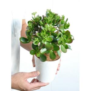 【お試し】 カネノナルキ(花月) 4号 白色プ...の詳細画像4