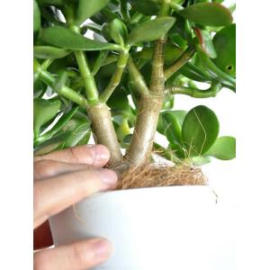 【お試し】 カネノナルキ(花月) 4号 白色プ...の詳細画像5