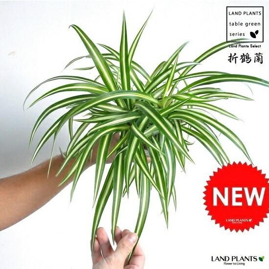 【お試し】 オリヅルラン（折鶴蘭） 白色 4号 プラスチック鉢 Chlorophytum comos...