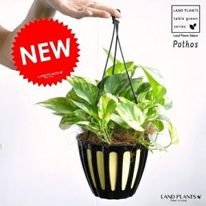 おしゃれ 観葉植物：ポトス ステータス*5号 吊り鉢 : 遊恵盆栽 Yahoo