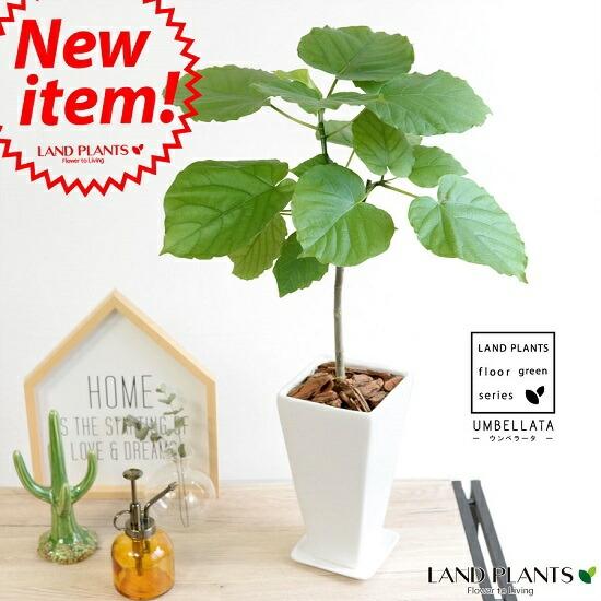 ウンベラータ　白色スリム コンパクト陶器　【観葉植物】