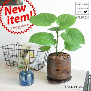 観葉植物 おしゃれ：モンキーツリー*ファイバー鉢 受皿付 現品