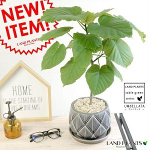 エバーフレッシュ (アカサヤネムノキ) 【観葉植物 大型 8号