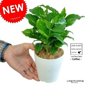 コーヒーの木　苗　観葉植物　コーヒーノキ コーヒーの木 7号【観葉植物 7寸 大型 おしゃれ 新生活 インテリア