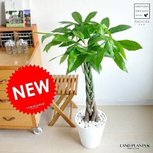 観葉植物 パキラ ねじねじ 8号 : 花の助 - 通販 - Yahoo!ショッピング