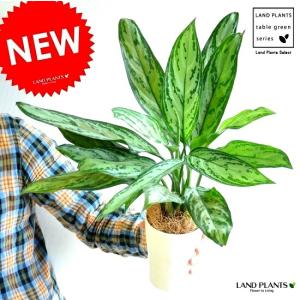 アグラオネマ （シルバークイーン） 4号 白色 プラスチック鉢 コンムタツム　サトイモ　敬老の日　ポイント消化　観葉植物
