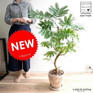 塊根植物：アボニア アルストニー うつぼ錦 赤花*幅5cm 現品！一品限り