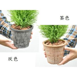 【選べる鉢色】 ゴールドクレスト テラコッタ鉢...の詳細画像2
