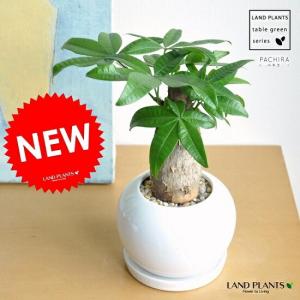 観葉植物 鉢花 苗：リューカデンドロン サファリマジック*6号 : 遊恵