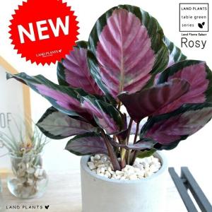 ITANSE 観葉植物 アスプレニウム コブラ 7号鉢 1個 人気 中型 おしゃれ