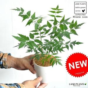 ミラクルニーム（インドセンダンニーム）4寸ポット植え : 日本花卉