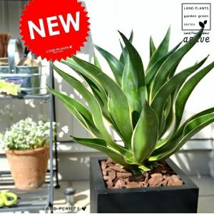 【現品】ネオレゲリア/ネオゲリア・ファイヤーボール　5号　白鉢　吊り下げ（2） 現品】ネオレゲリア/ネオゲリア・ファイヤーボール 5号 白鉢 吊り下げ