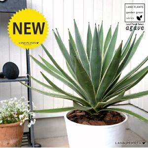 アガベ（白閃光：ハクセンコウ） 白色 セラアート鉢 8号（バークチップ） 鉢植え 鉢 白 ホワイト 大型 観葉植物 送料無料 アロエ リュウゼツラン カリフォルニア