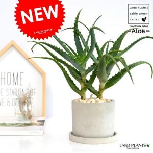 ユッカ リギダ 【観葉植物 8号プラスチック鉢：リビングやオフィス向き
