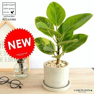 フィカス・バーガンディー【観葉植物 8号 ストレート仕立／1個売り
