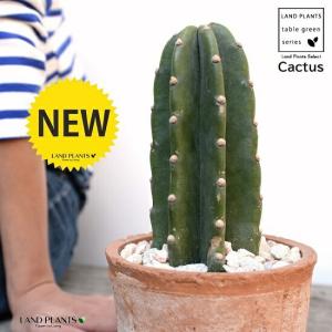 ユーフォルビア ムランジーナ 【多肉植物 4号／1個売り】 : shopooo by