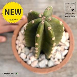 柱サボテン 2本植え 多肉植物 7号鉢/1個売り 観葉植物 鬼面角 鬼面閣