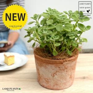 サボテン：マミラリア ルエッティ（ルーシー）カキコ 自根*幅4cm