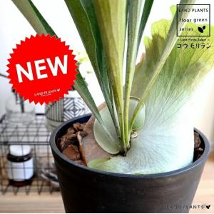 板付 観葉植物 子株のおまけ付き♫〖ビカクシダ・ウィリンキー・ドワーフタツタ〗 観葉植物 ビカクシダ（コウモリラン） ウィリンキードワーフタツタ5号