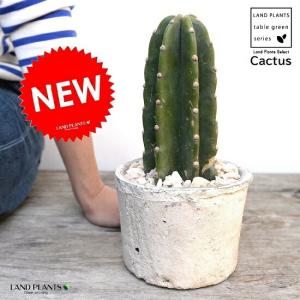 5頭立ち サボテン 柱サボテン 鬼面角 多肉植物 尺鉢 10号 : LeaMalapua