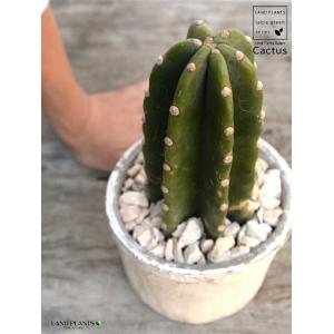チャーム（charm） （多肉植物）素焼鉢 サボテン エキノプシス 刺無短