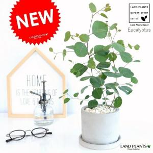 フィロデンドロン　シルバーメタル　バリエガータ　斑入り レア品種 斑入り フィロデンドロン シルバーメタル バリエガータ 黄斑