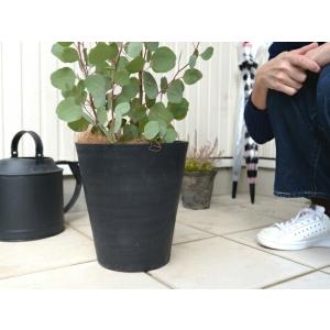 丸葉 ユーカリ (ポポラス) 8号 セラアート...の詳細画像3
